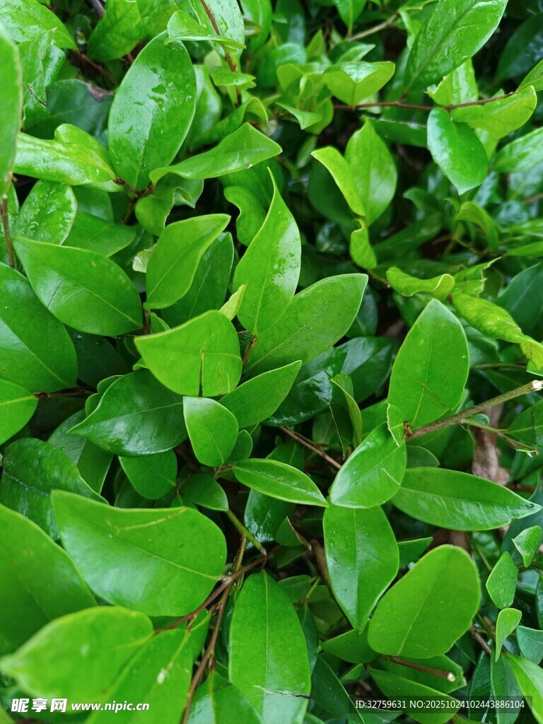 翠绿繁茂的叶片特写