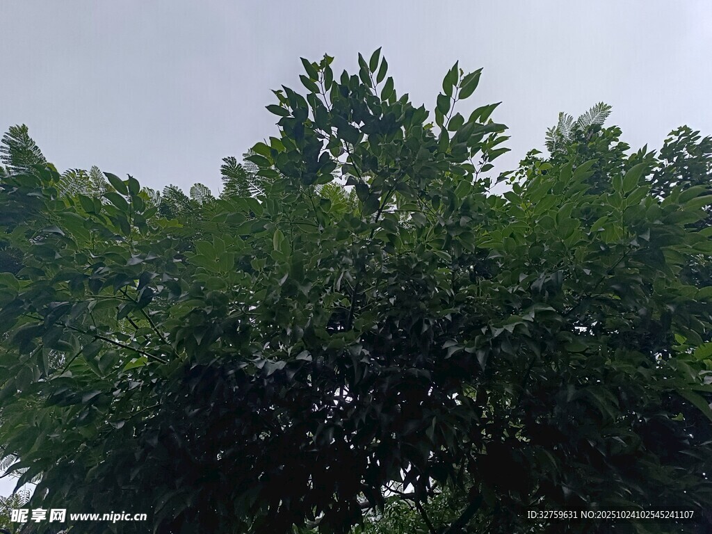 茂密绿树的自然景致