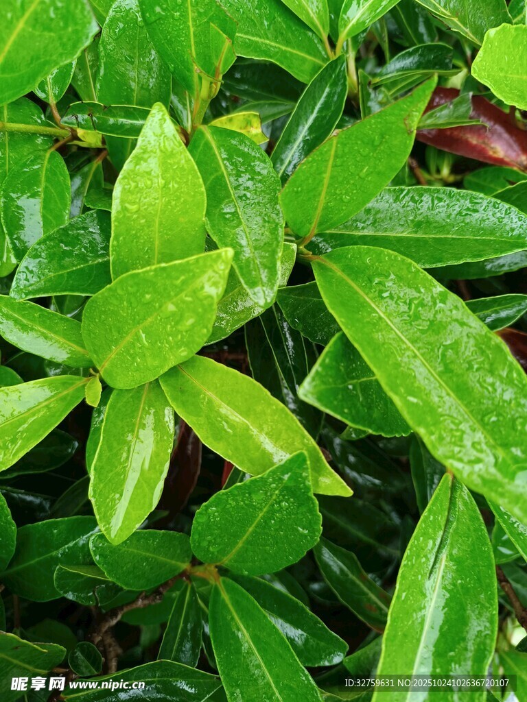 翠绿叶片上的晶莹水珠