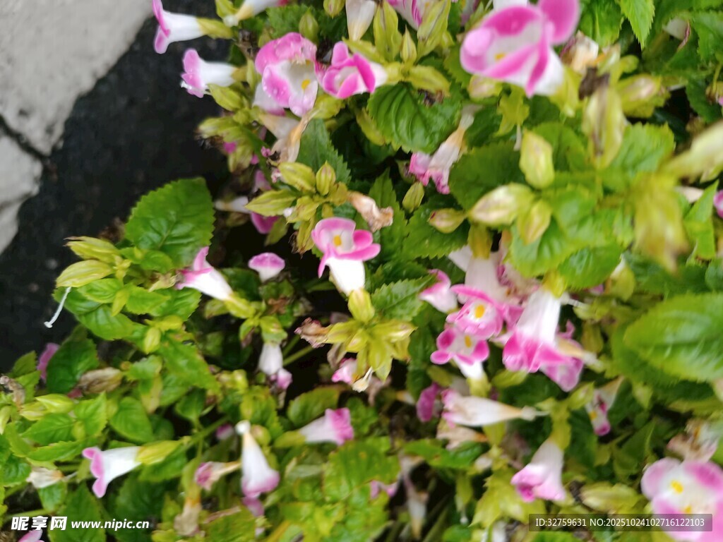 粉色花朵绿植特写