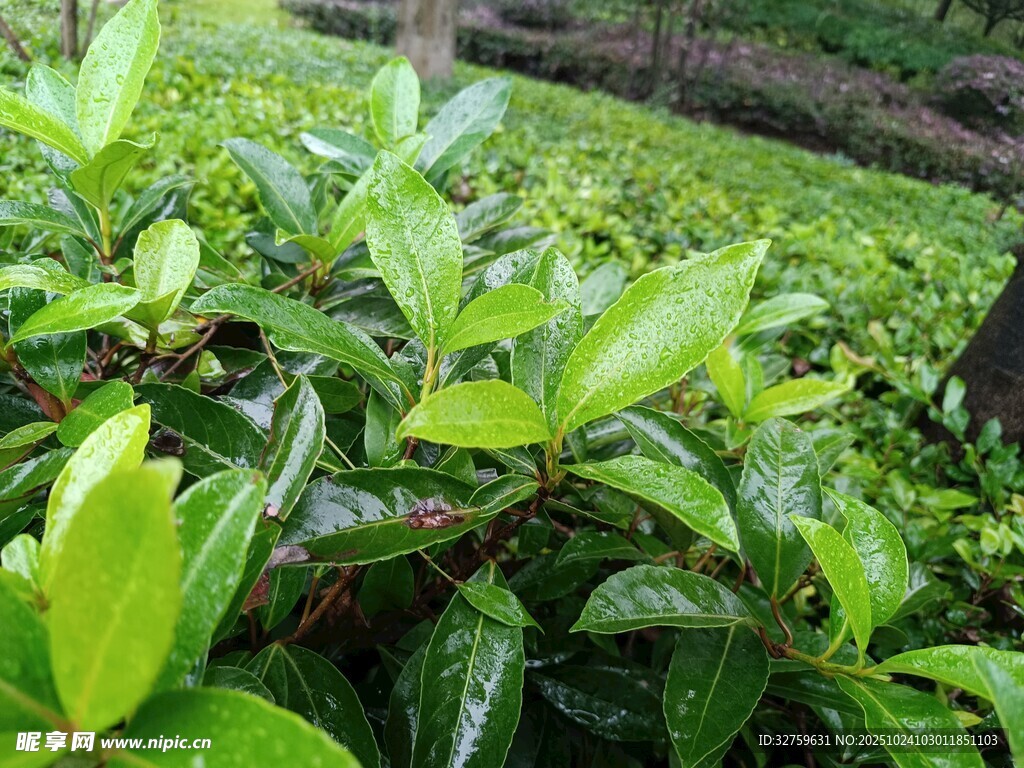 翠绿繁茂的茶树景观