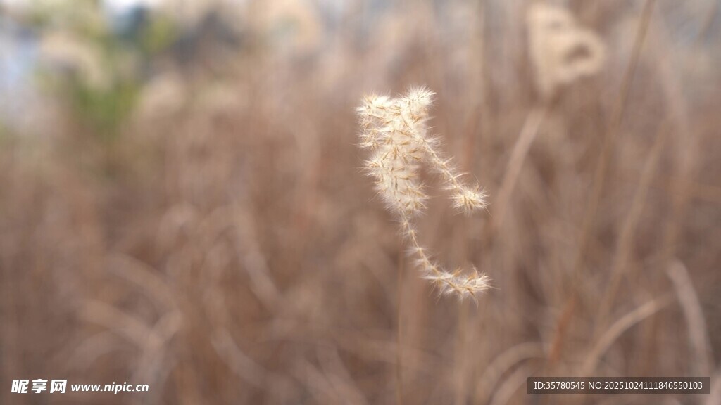 风中摇曳的蓬松芦苇