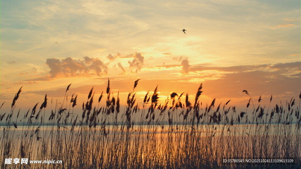 夕阳下的芦苇荡美景
