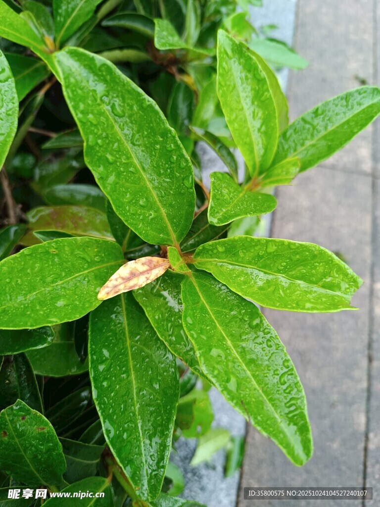 带水珠的翠绿叶片