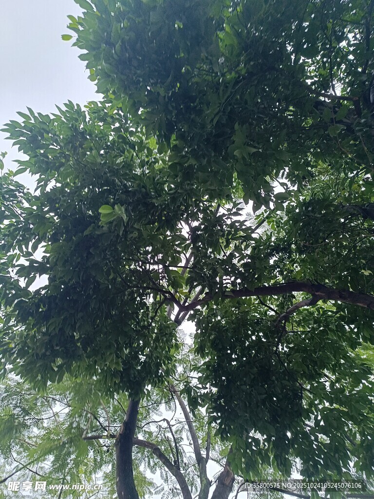 仰视繁茂绿树树冠
