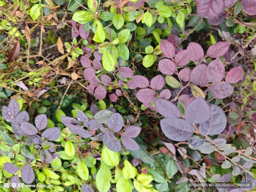 多彩酢浆草植物景观