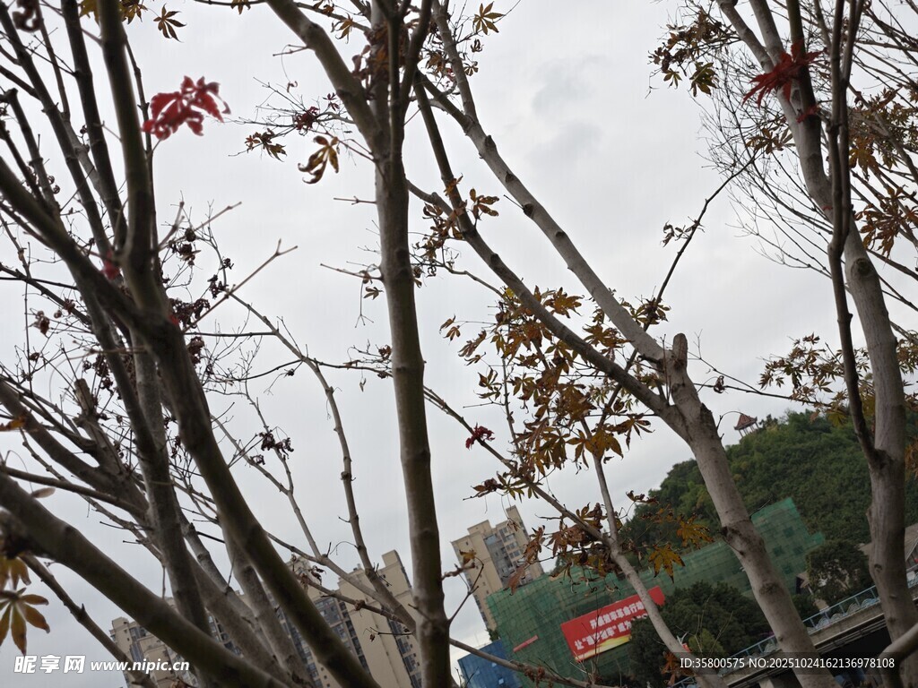 枝头红叶映灰白天空