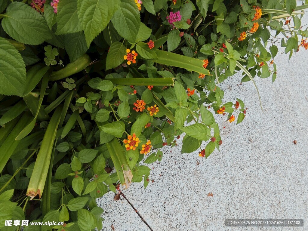 路边绿植与鲜艳小花