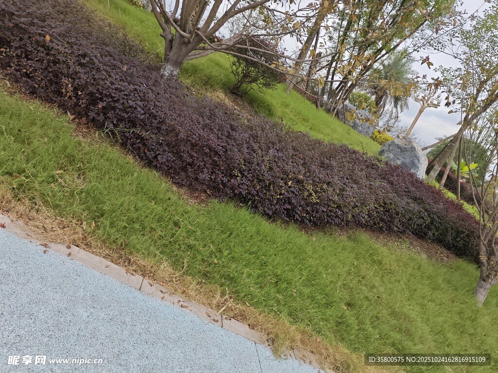 路边修剪整齐的绿植景观