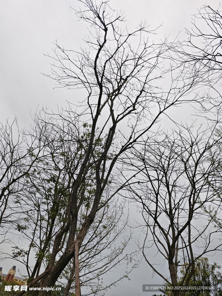 冬日枯树景观