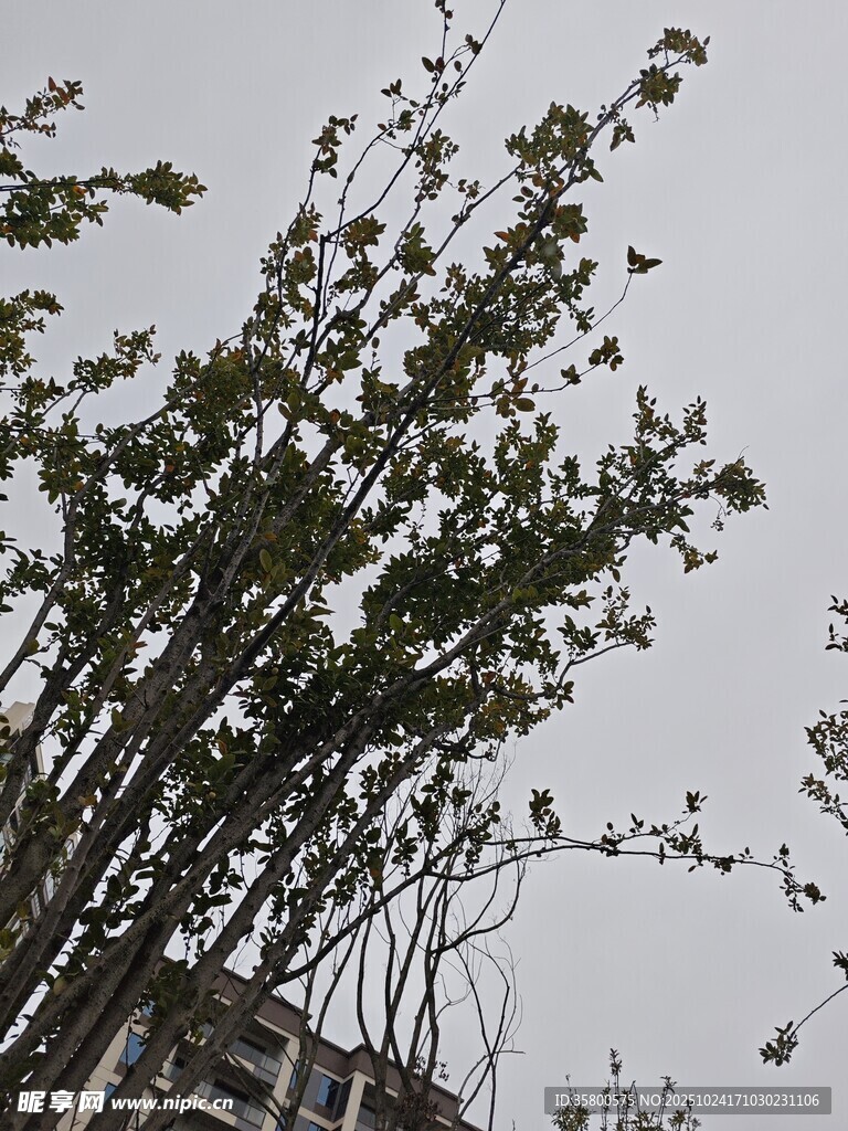 枝头绿叶映灰白天空