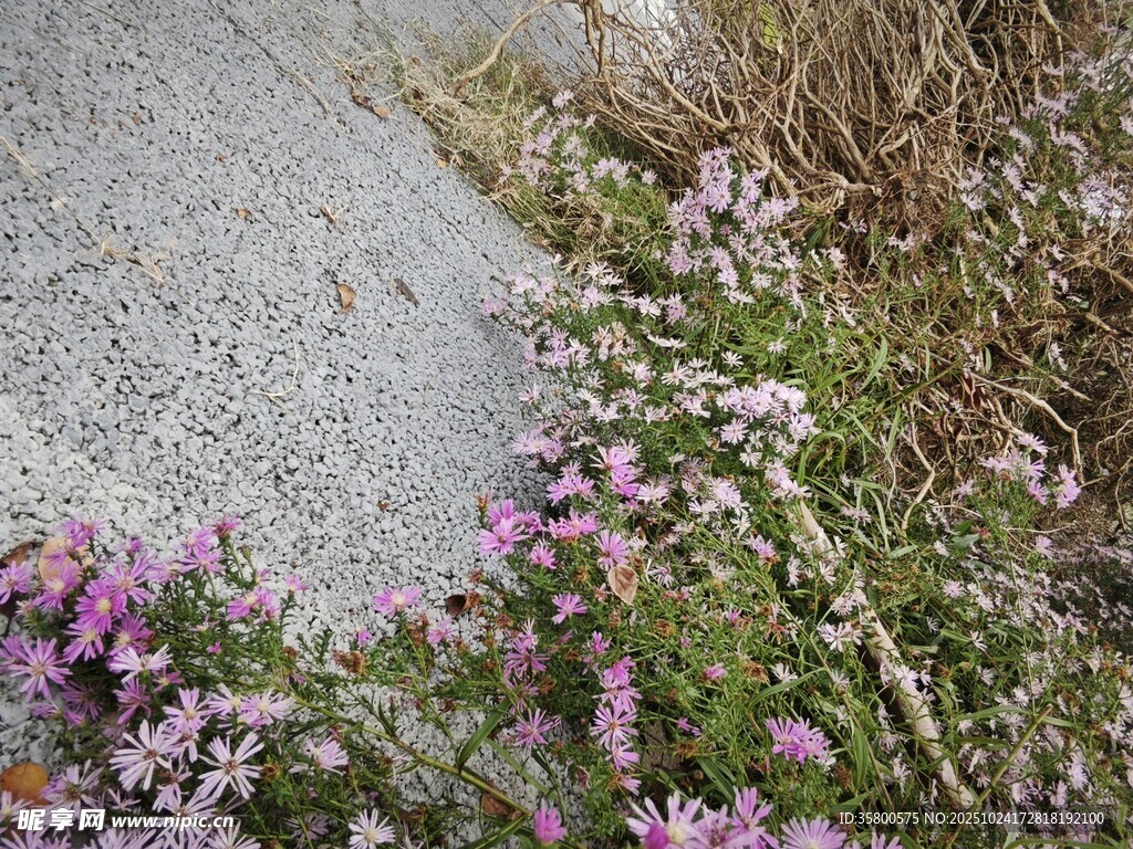 石边绽放的紫色小花
