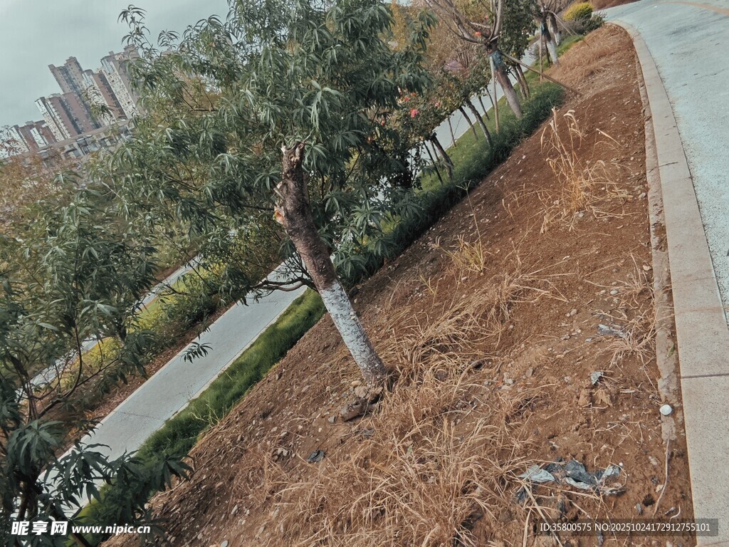 路边新植树木与周边景观