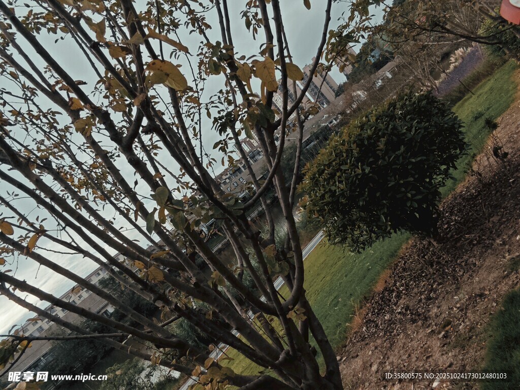 光秃树枝与周边绿植景观