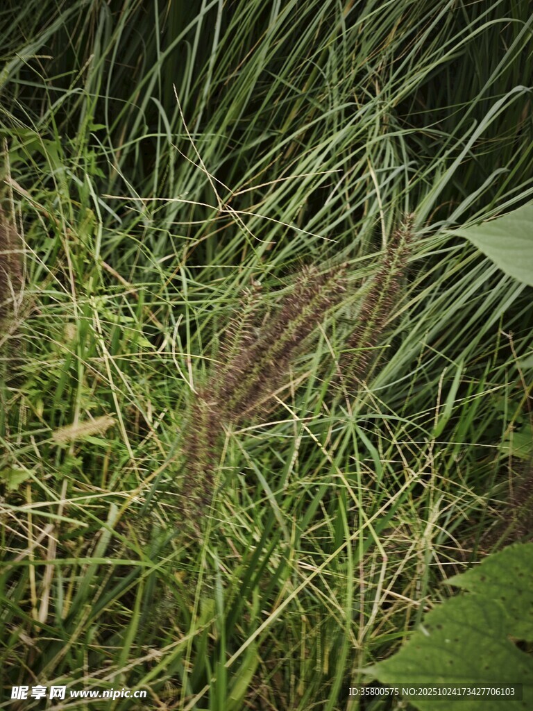 草丛中的野生植物