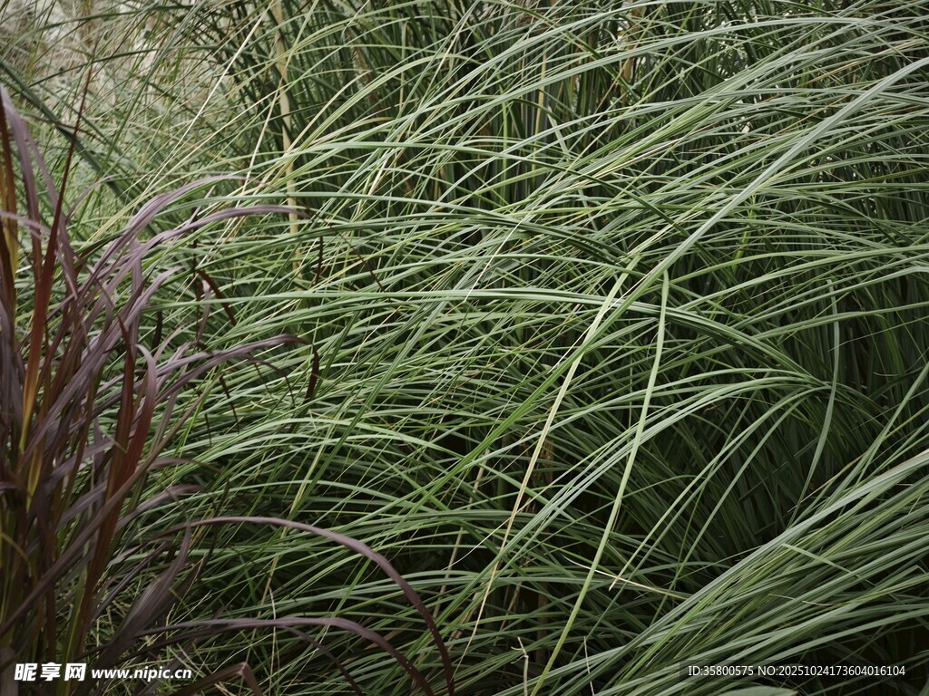 随风摇曳的绿色观赏草