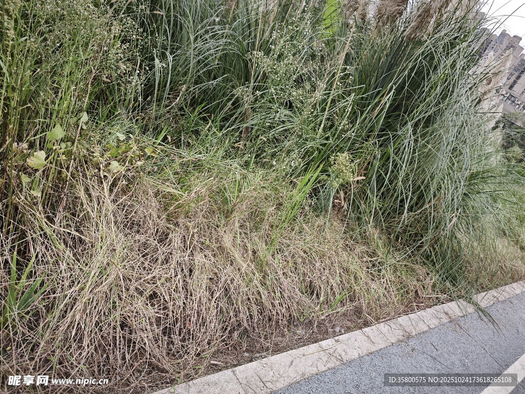 路边繁茂的野草与绿植