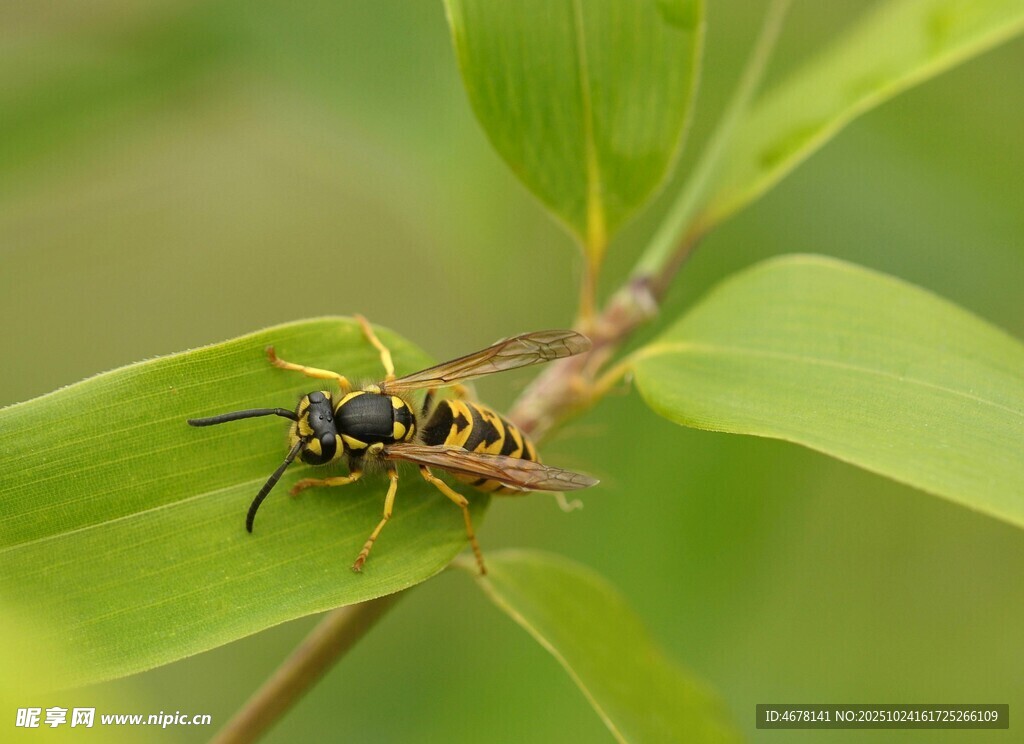 绿叶上的黄黑相间昆虫