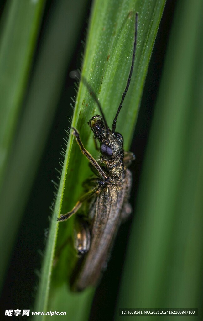 绿叶上的昆虫特写