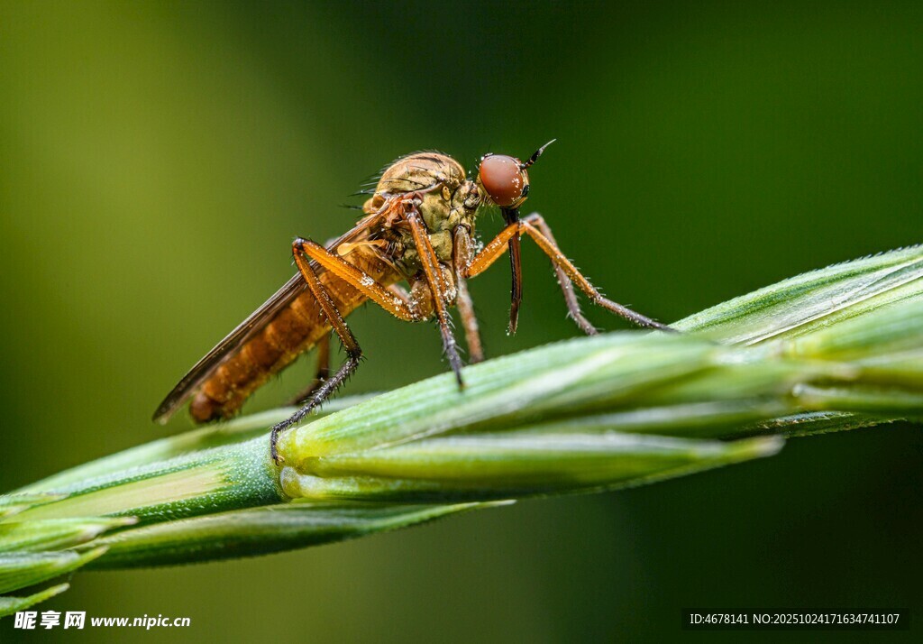 草茎上的精致小昆虫