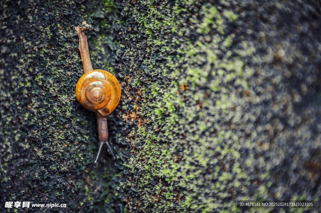 爬行的蜗牛