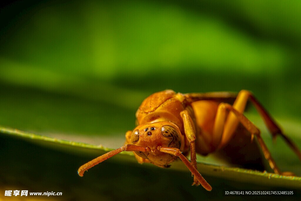 绿叶上的黄棕色甲虫