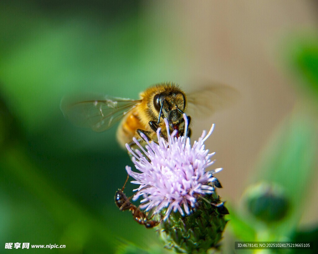 蜜蜂采蜜于紫色小花