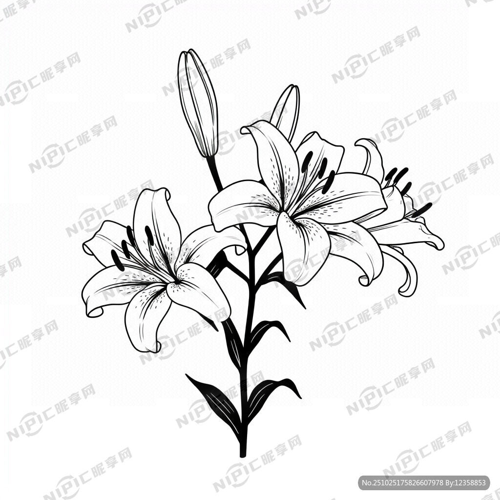 黑白线条画 百合花线条