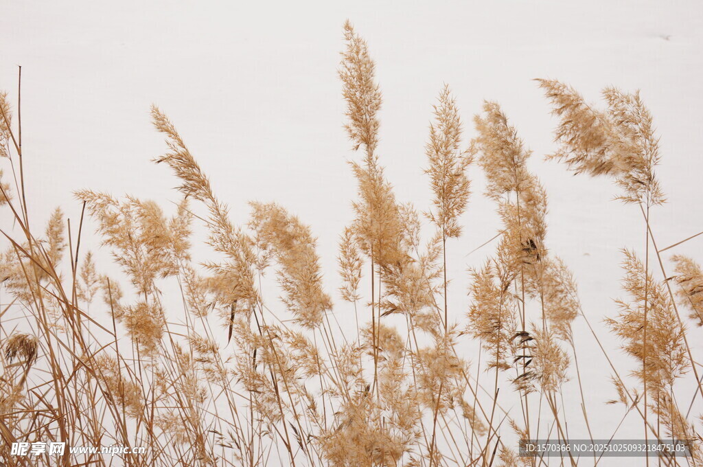 冬日芦苇随风摇曳