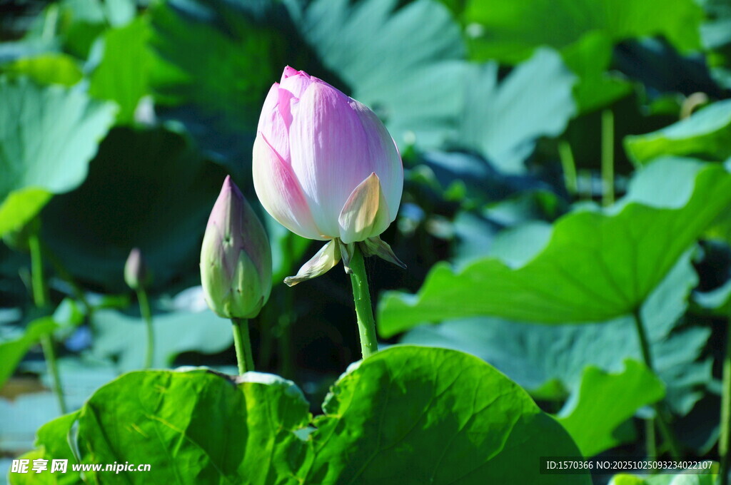 含苞待放的美丽荷花