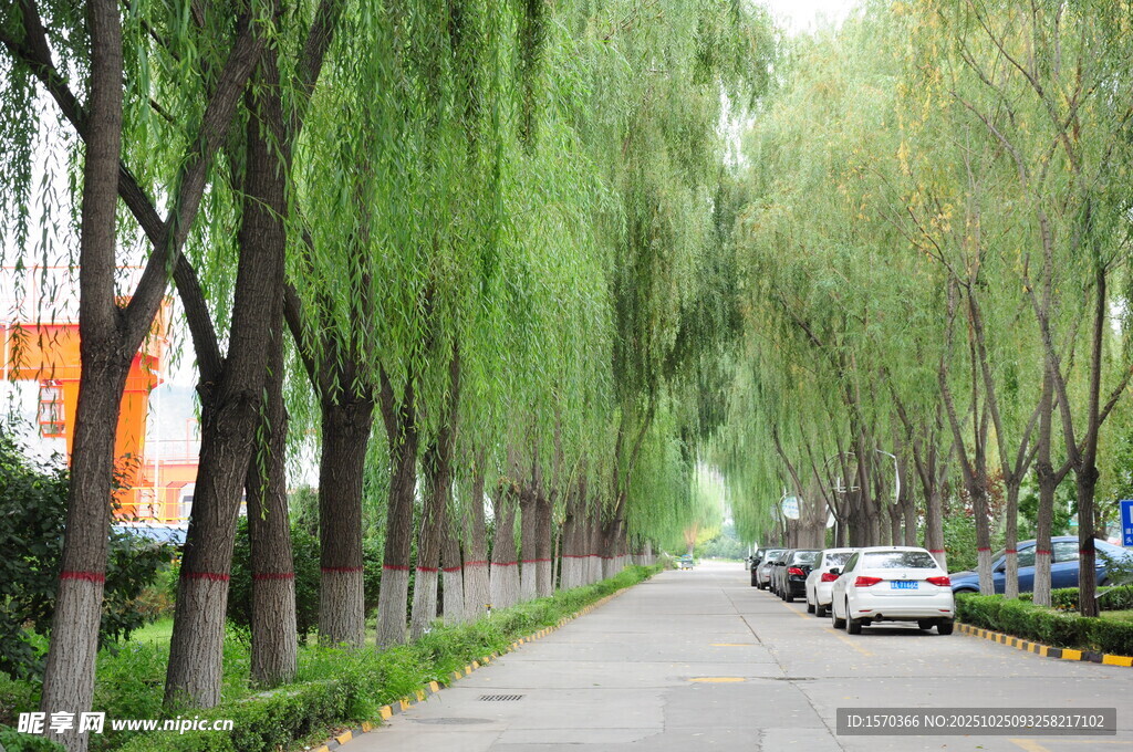 柳荫下的静谧街道