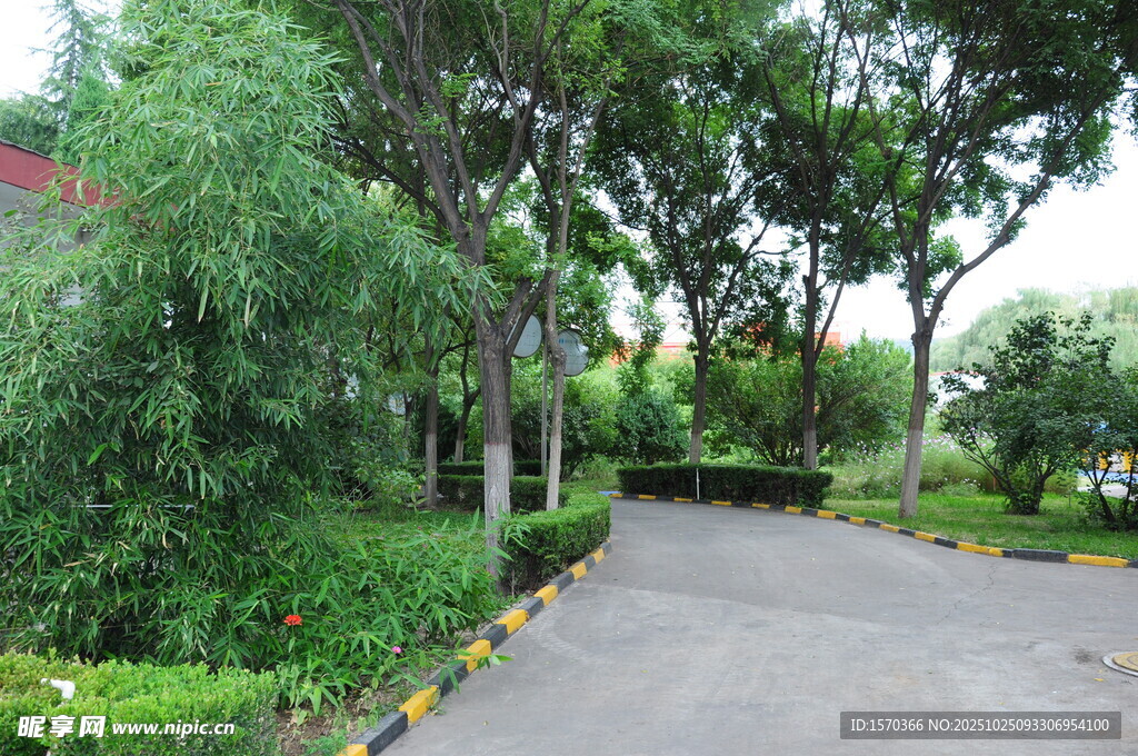 林荫小道 绿意盎然的景致