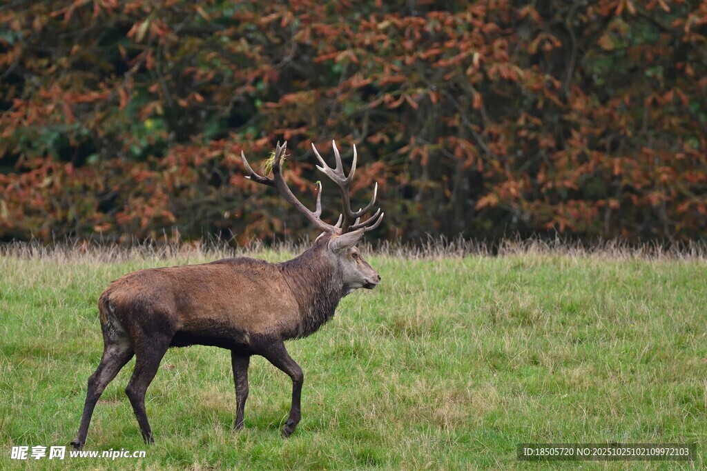 草原上的雄性麋鹿