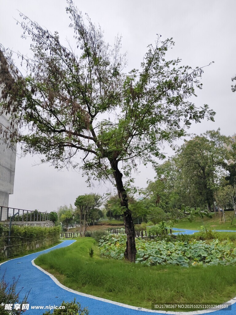 公园中独树 多彩步道