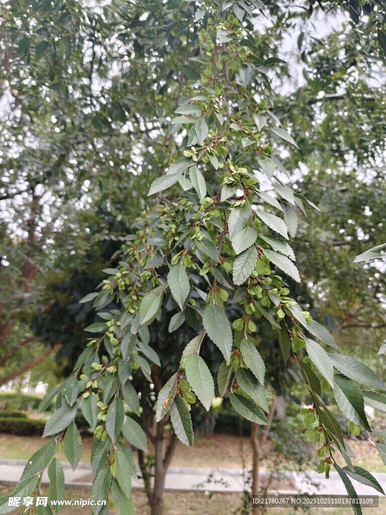 绿叶繁茂的榔榆树