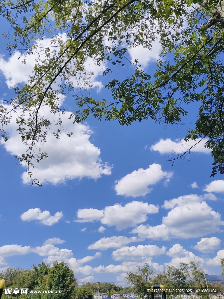 蓝天白云下的葱郁树枝