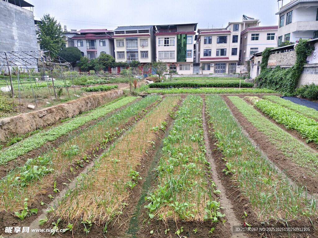 乡村菜园景象