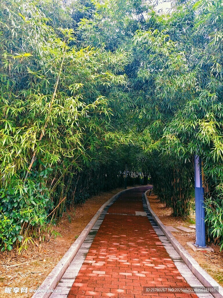 竹林间 绿意盎然