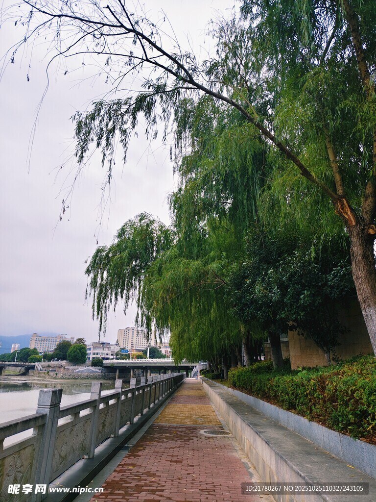 河畔垂柳伴行人步道