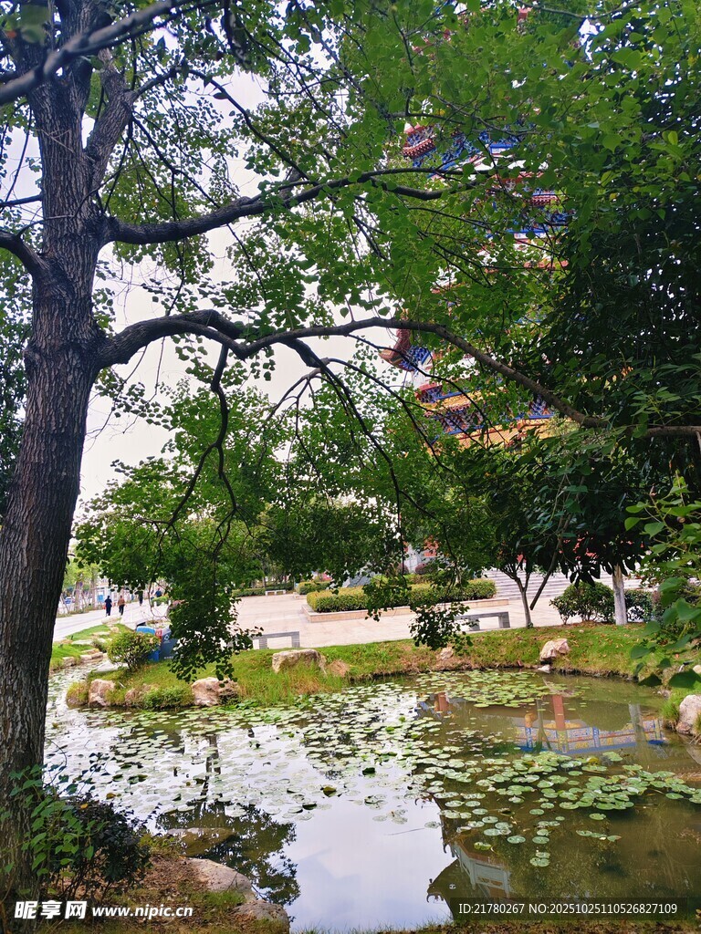 水塘绿树成荫