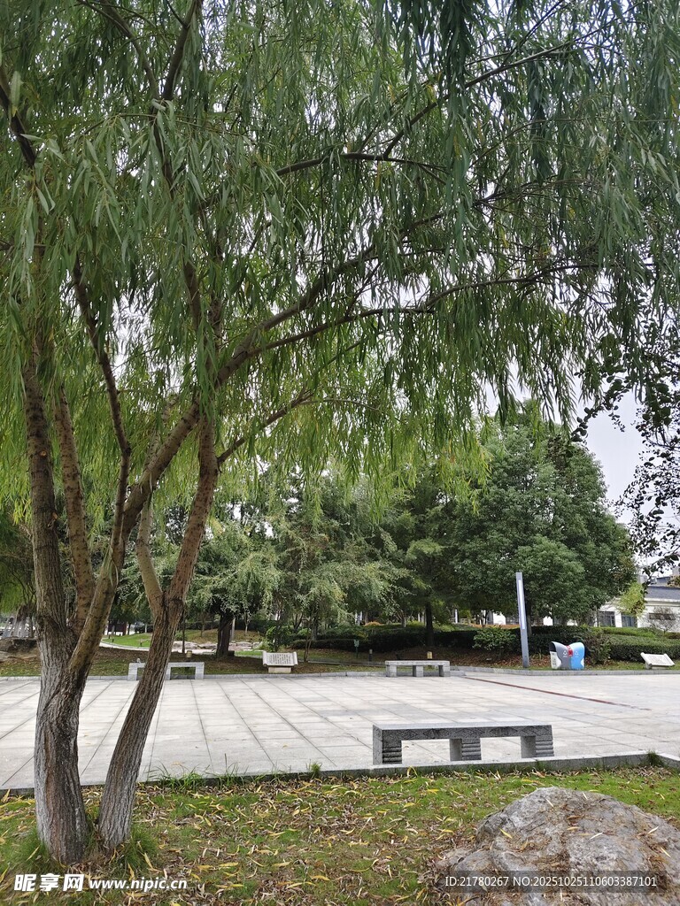 公园柳树下的长椅