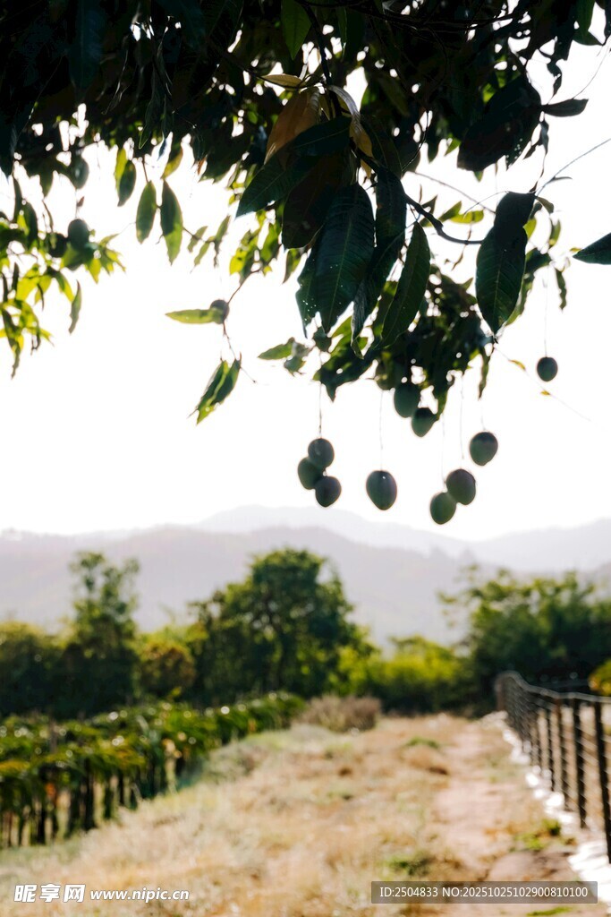 果园风光 枝头果实初现