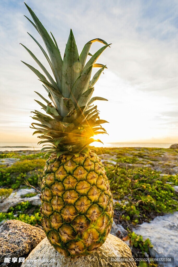 阳光下的金黄菠萝