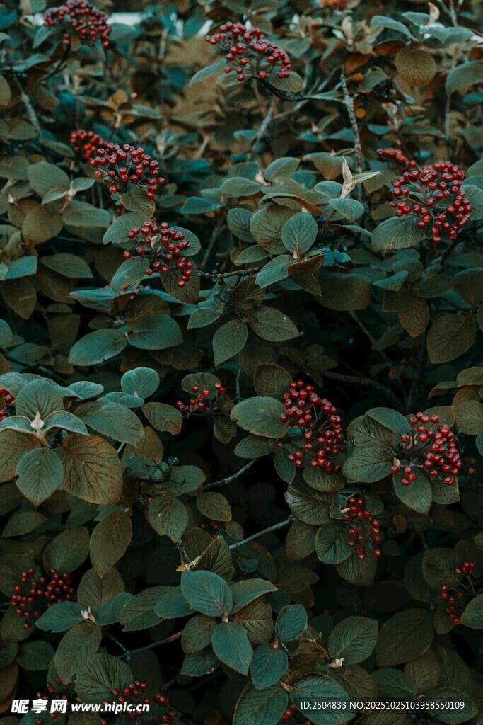 绿叶间的红色浆果植物