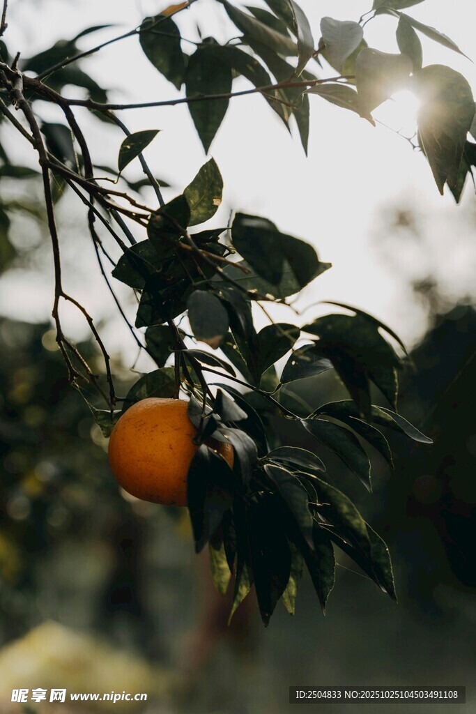 枝头橙果映绿叶