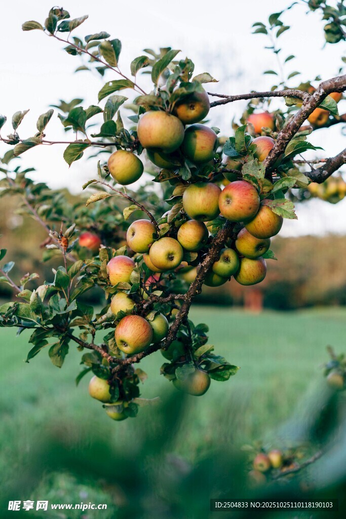 枝头硕果累累的鲜艳苹果