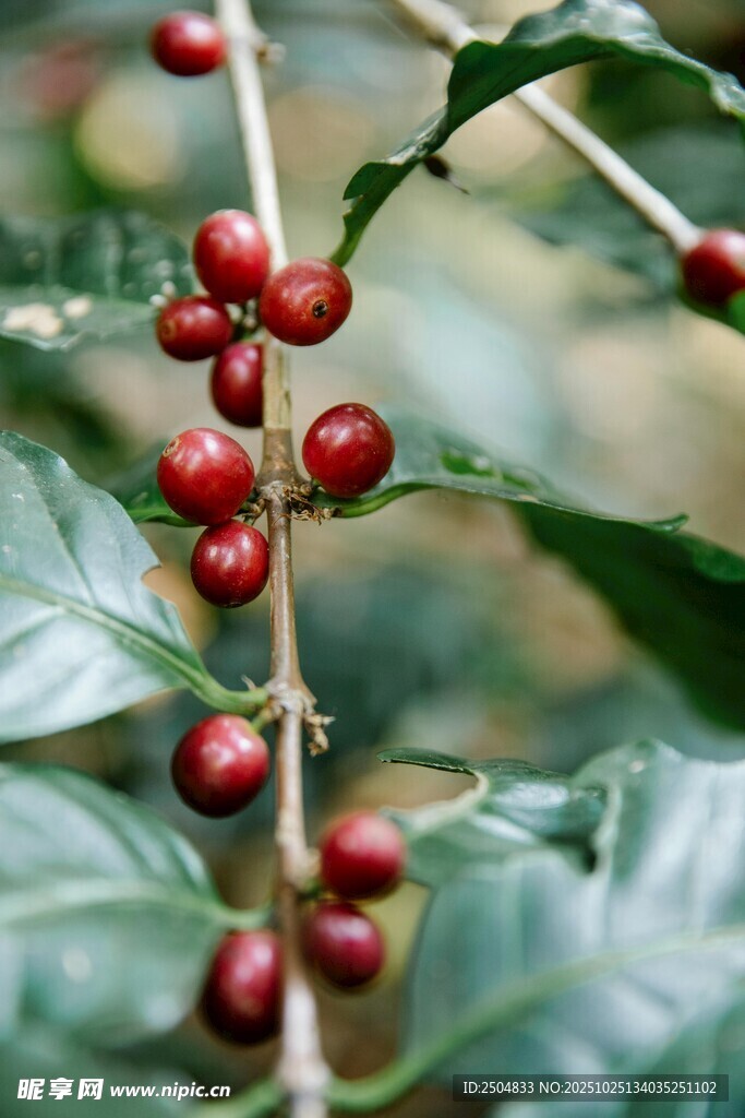 咖啡树上的鲜红咖啡豆