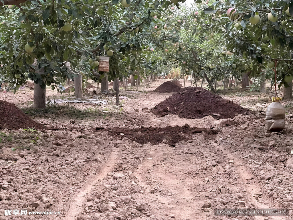 苹果栽培