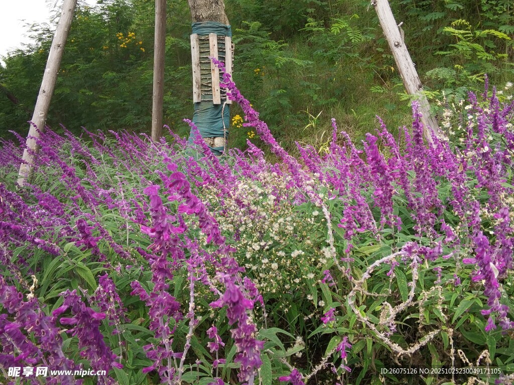 紫色花海中的游乐设施