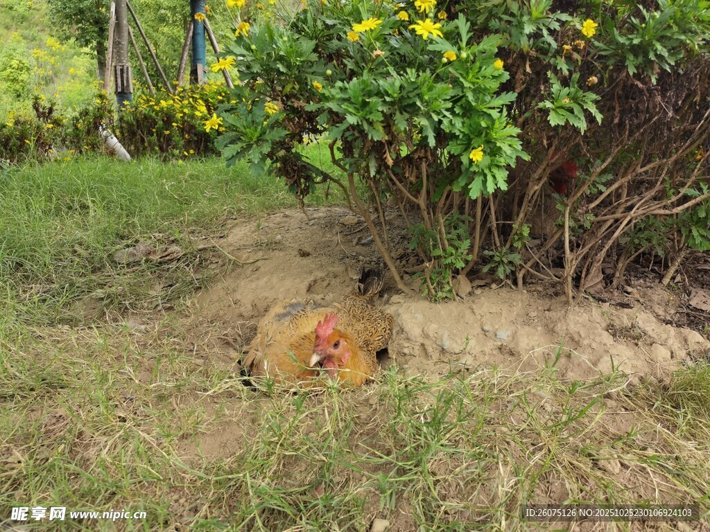 草丛中休憩的橘猫